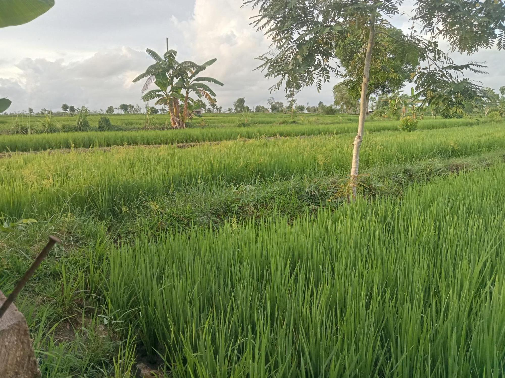 Bulan Homestay Plambi Exterior foto